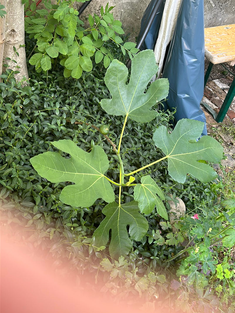 Zu sehen ist ein junger Feigenbaum mit charakteristisch gelappten Blättern und einer kleinen, unreifen Feige. Er wächst vor einem bewachsenen Gartenboden.