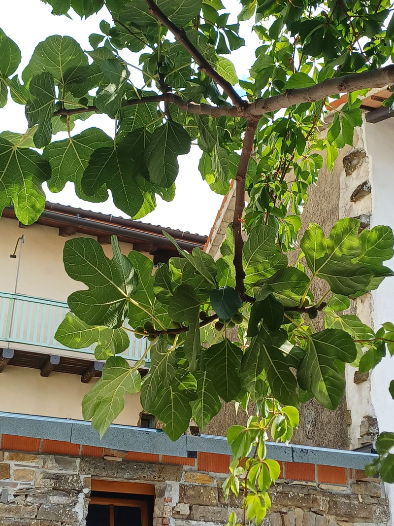 Feigenbaum — Bild 5