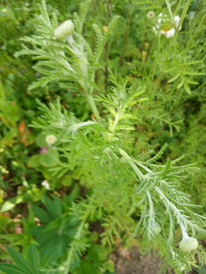 Echte Hundskamille — Bild 2