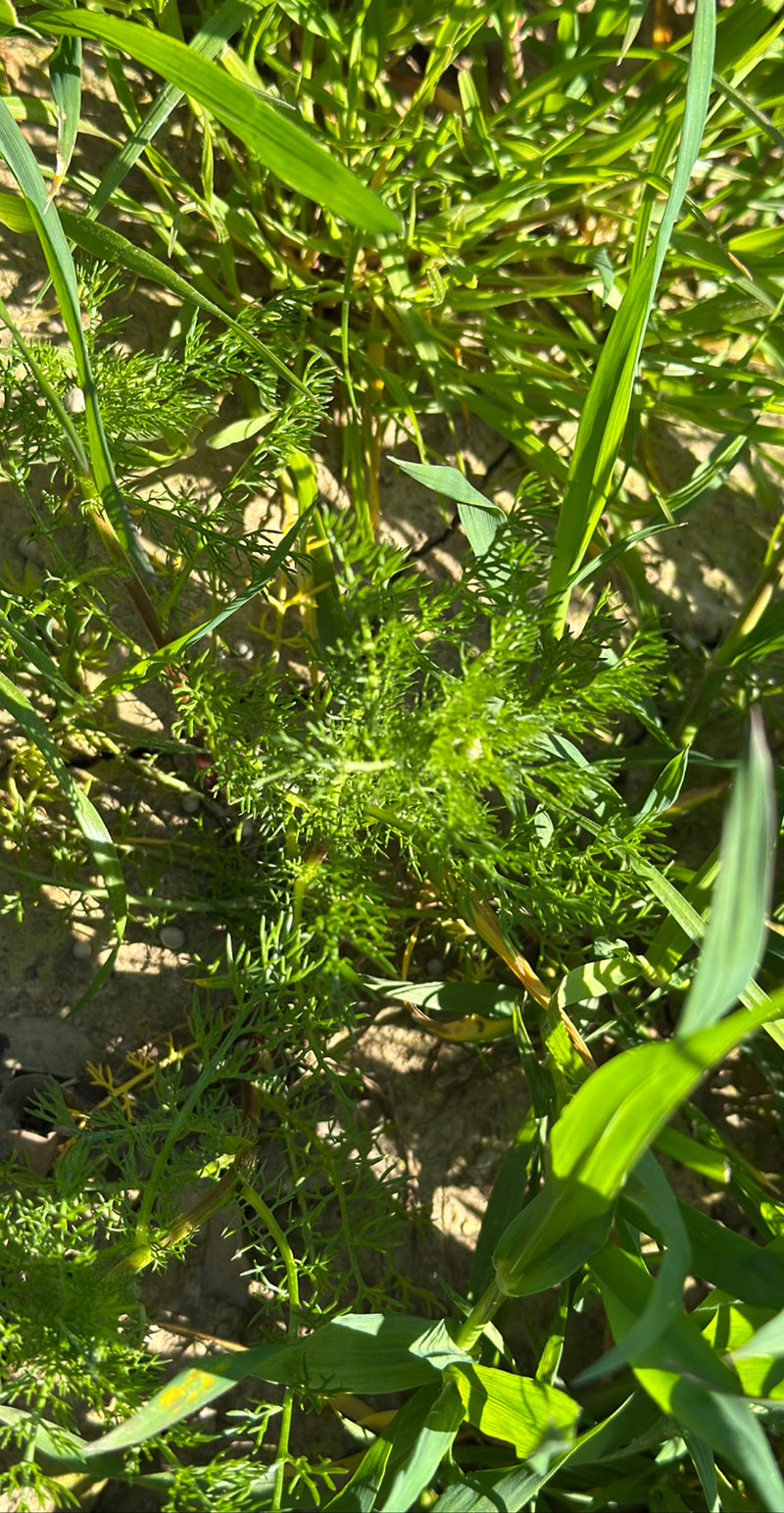 Echte Kamille — Bild 4