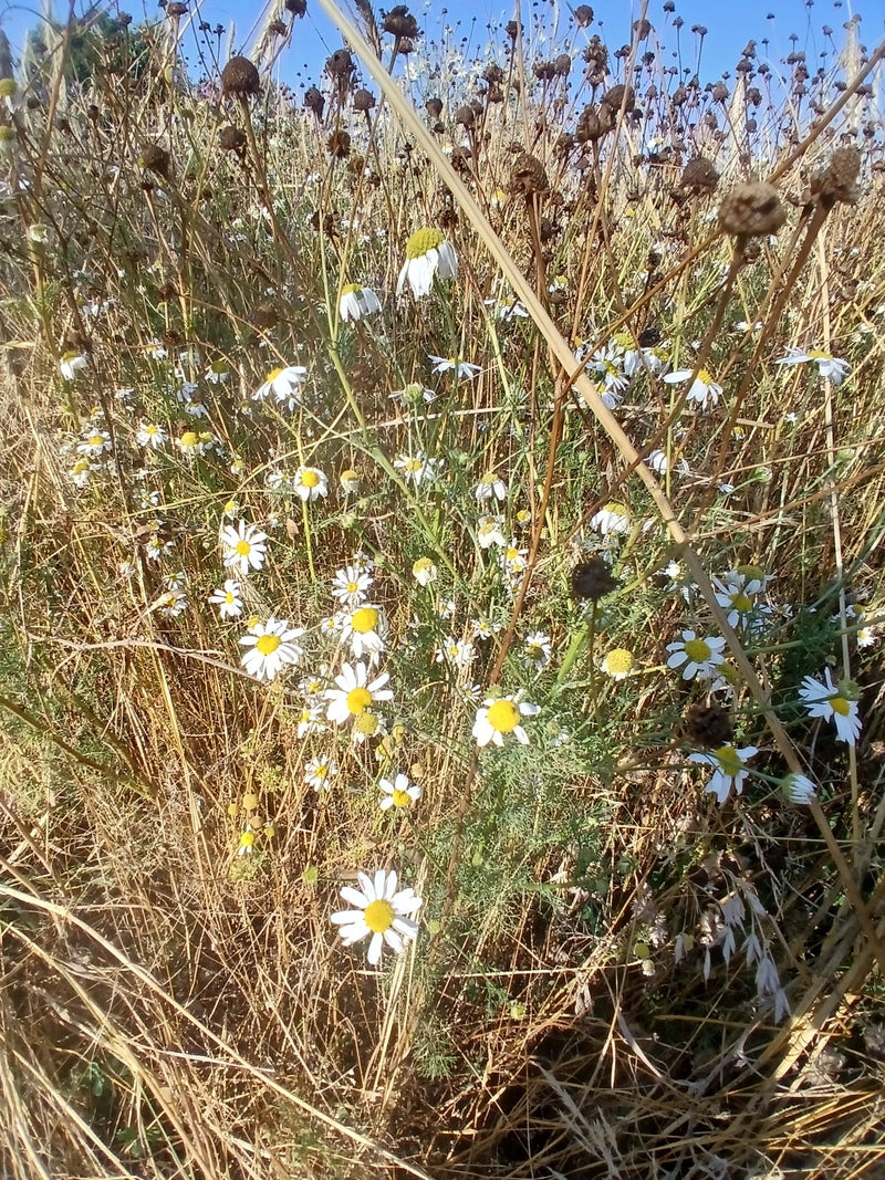 Echte Kamille — Bild 3