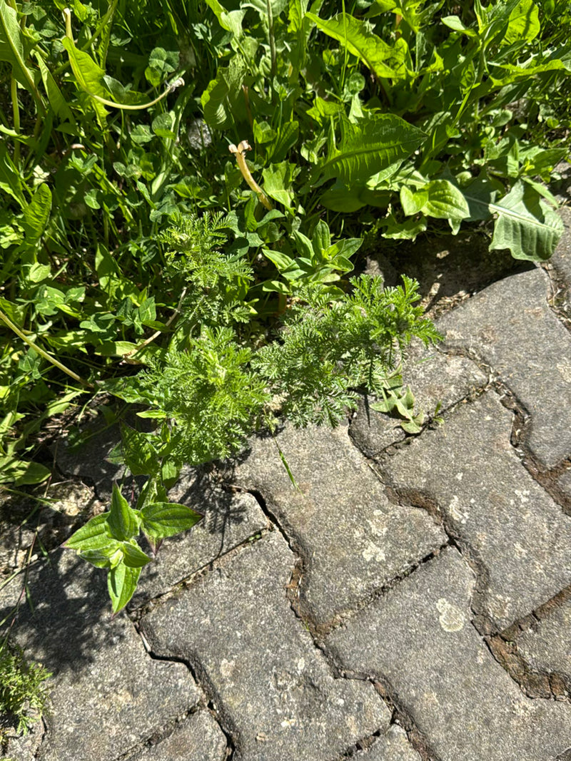 Echte Kamille — Bild 5