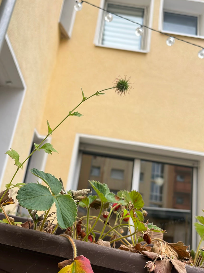 Echte Nelkenwurz — Bild 4