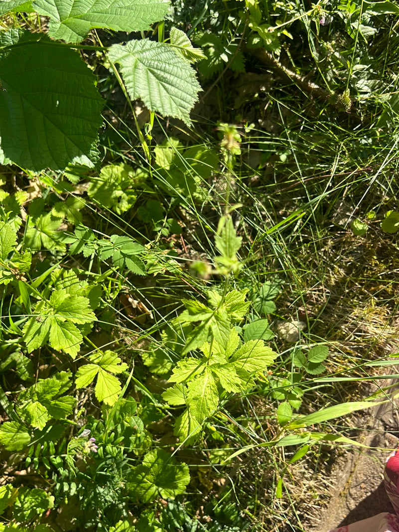 Echte Nelkenwurz — Bild 1