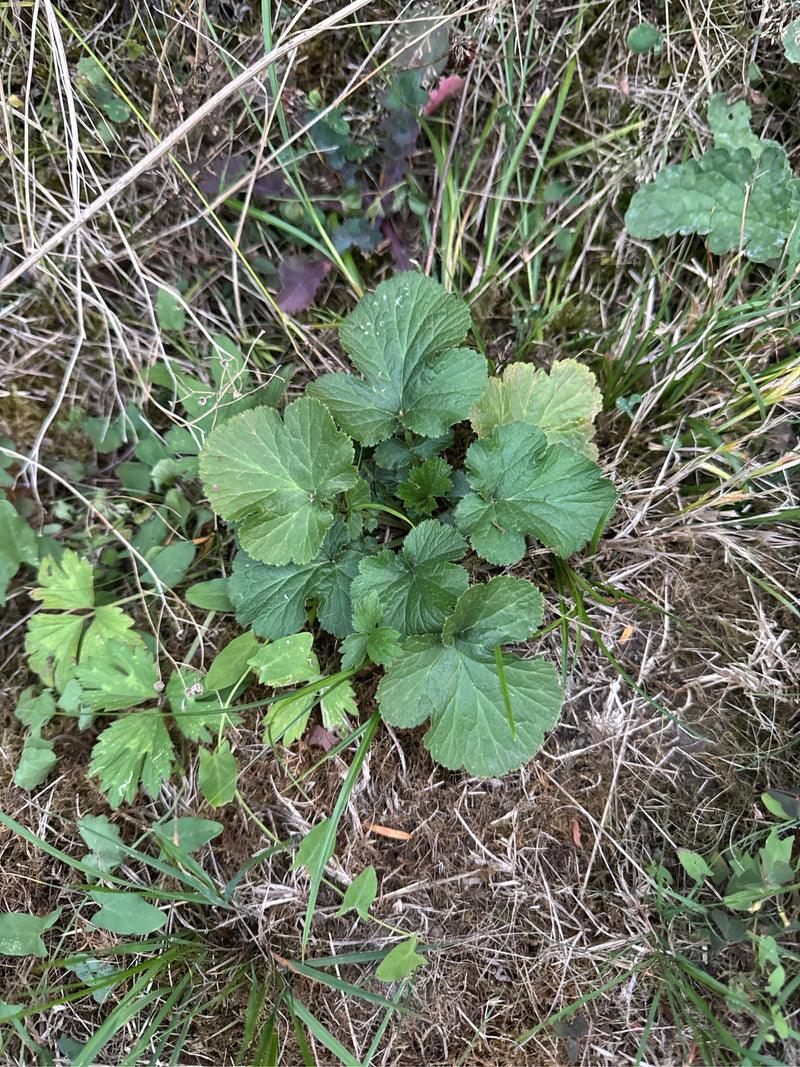 Eine Blattrosette der Echten Nelkenwurz wächst umgeben von trockenem Gras und Moos am Boden.