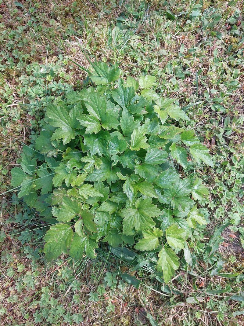 Echte Nelkenwurz — Bild 2