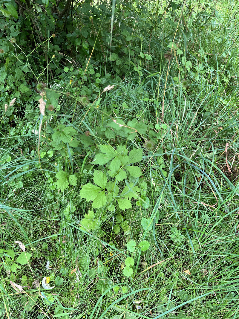 Echte Nelkenwurz — Bild 2