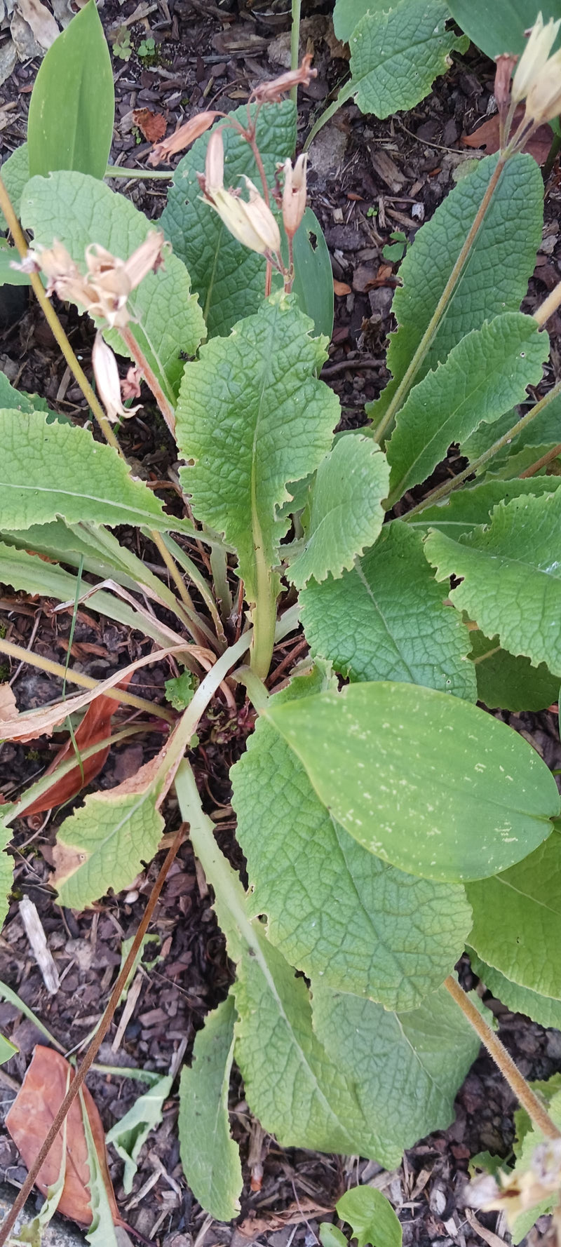 Zu sehen ist eine Echte Schlüsselblume mit ihrer typischen grundständigen Blattrosette und aufrechten, bereits verblühten Blütenstängeln. Die Pflanze wächst ...