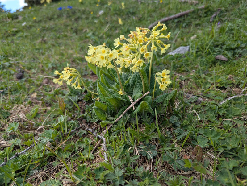 Echte Schlüsselblume — Bild 1