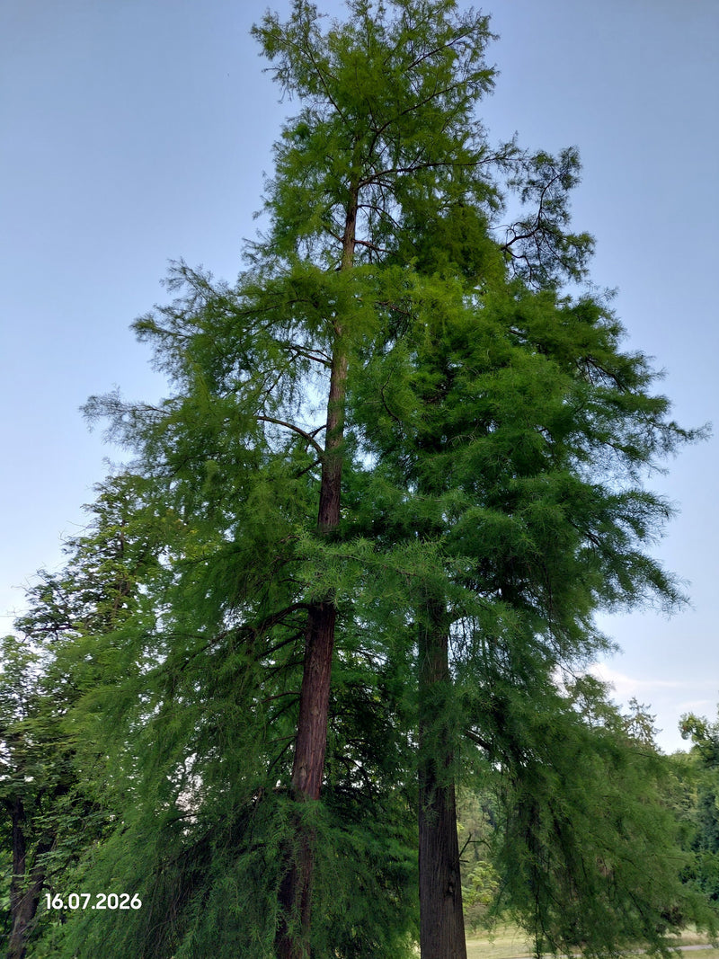 Echte Sumpfzypresse — Bild 4