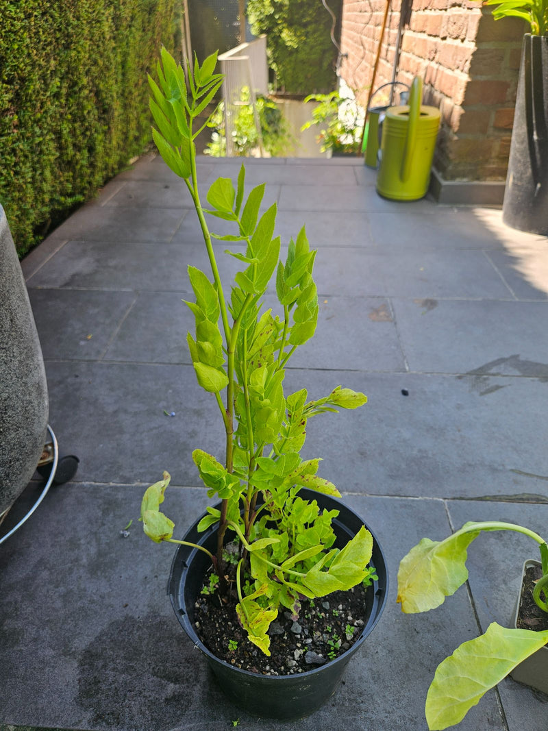 Echter Baldrian — Bild 1