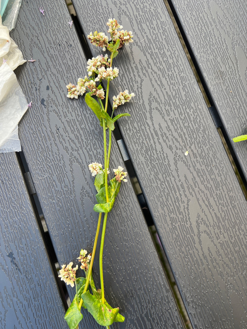 Echter Buchweizen — Bild 2