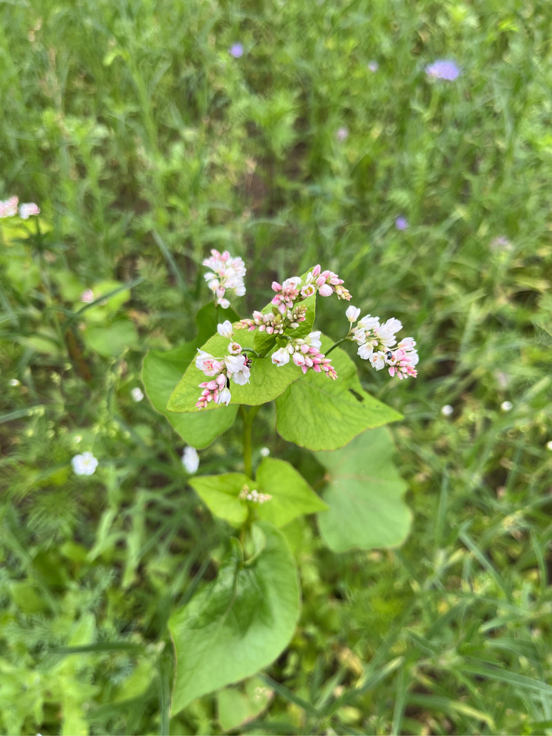 Echter Buchweizen — Bild 4