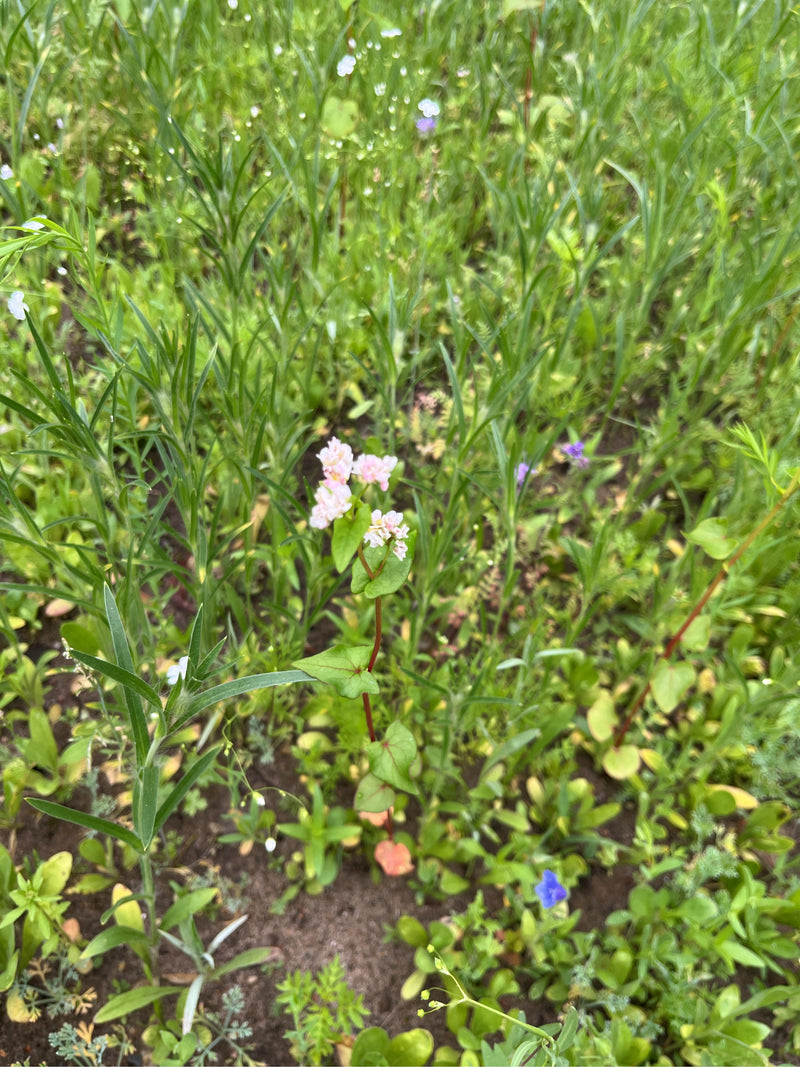 Echter Buchweizen — Bild 1