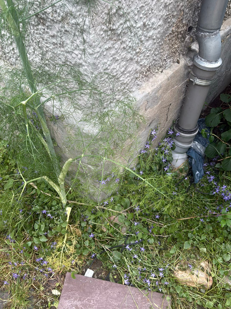 Fenchel — Bild 3