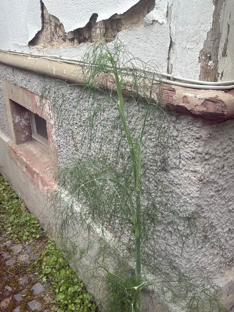Fenchel — Bild 2