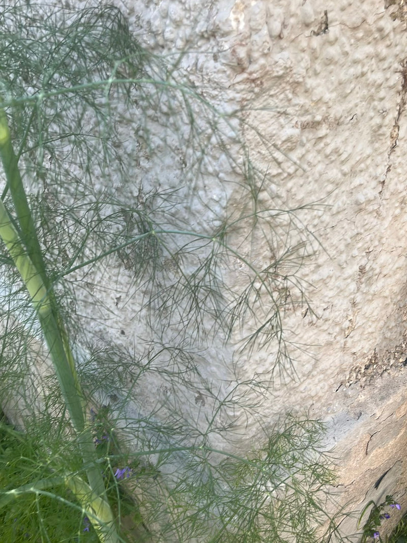 Fenchel — Bild 4