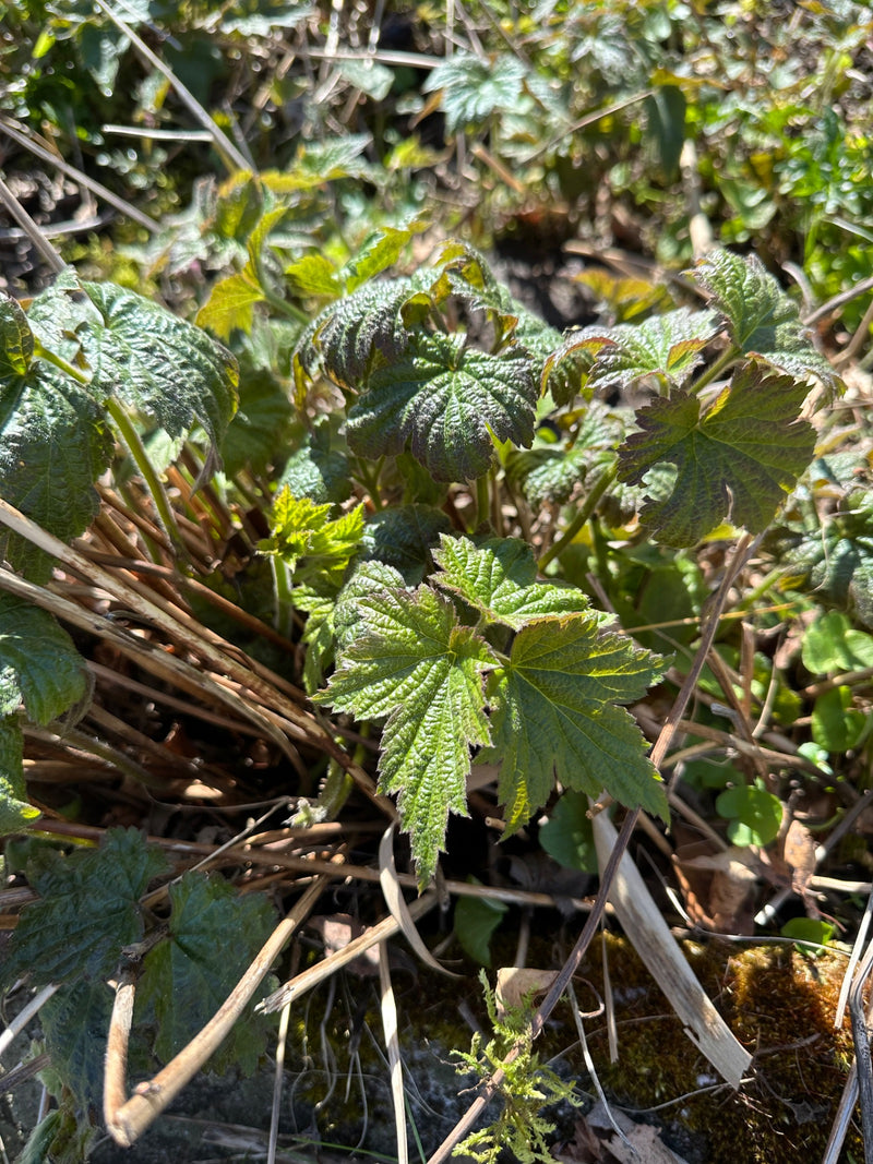 Auf dem Bild ist der junge Austrieb von Hopfen mit typisch gelappten Blättern zu sehen. Die Pflanze wächst zwischen trockenem Pflanzenmaterial am Boden.