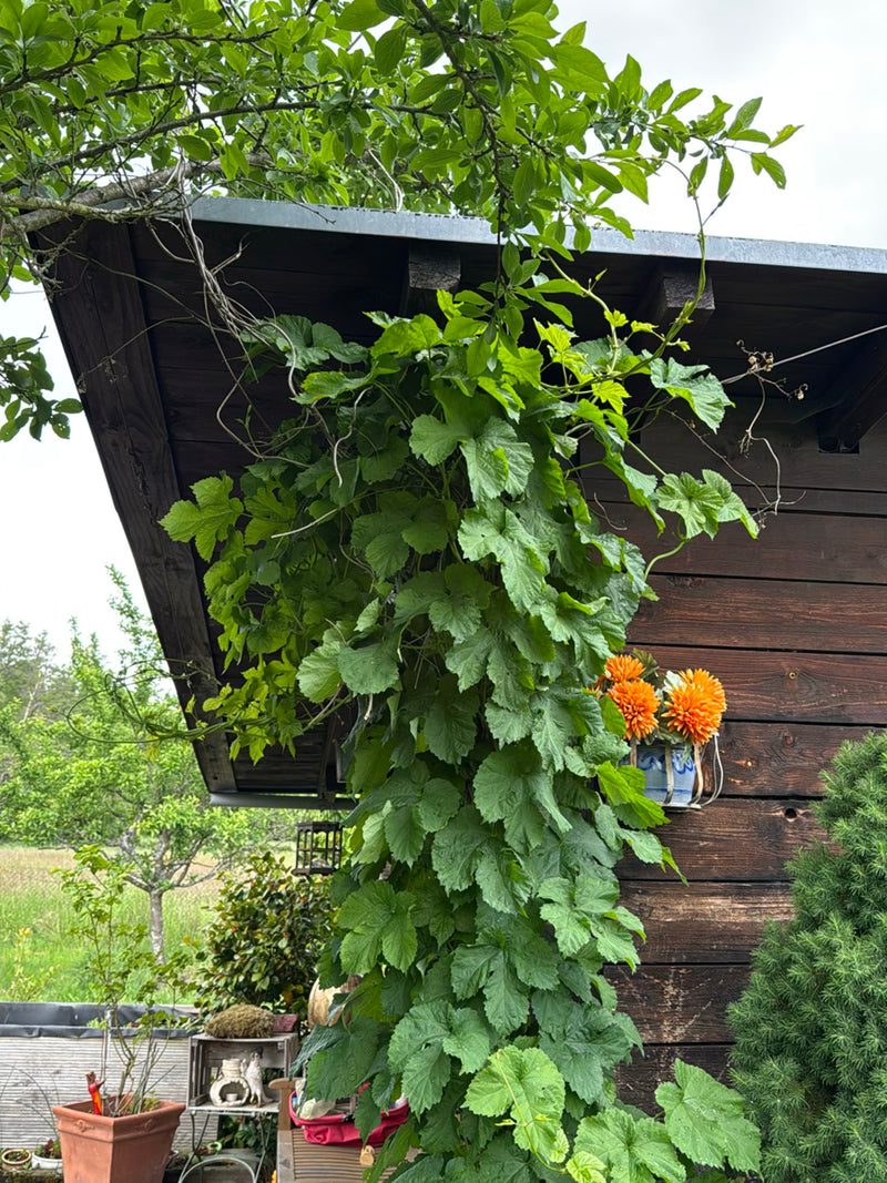 Zu sehen ist eine kräftige Hopfenpflanze mit charakteristischen gelappten Blättern, die an einer Holzfassade emporwächst. Die Kletterpflanze nimmt den zentra...