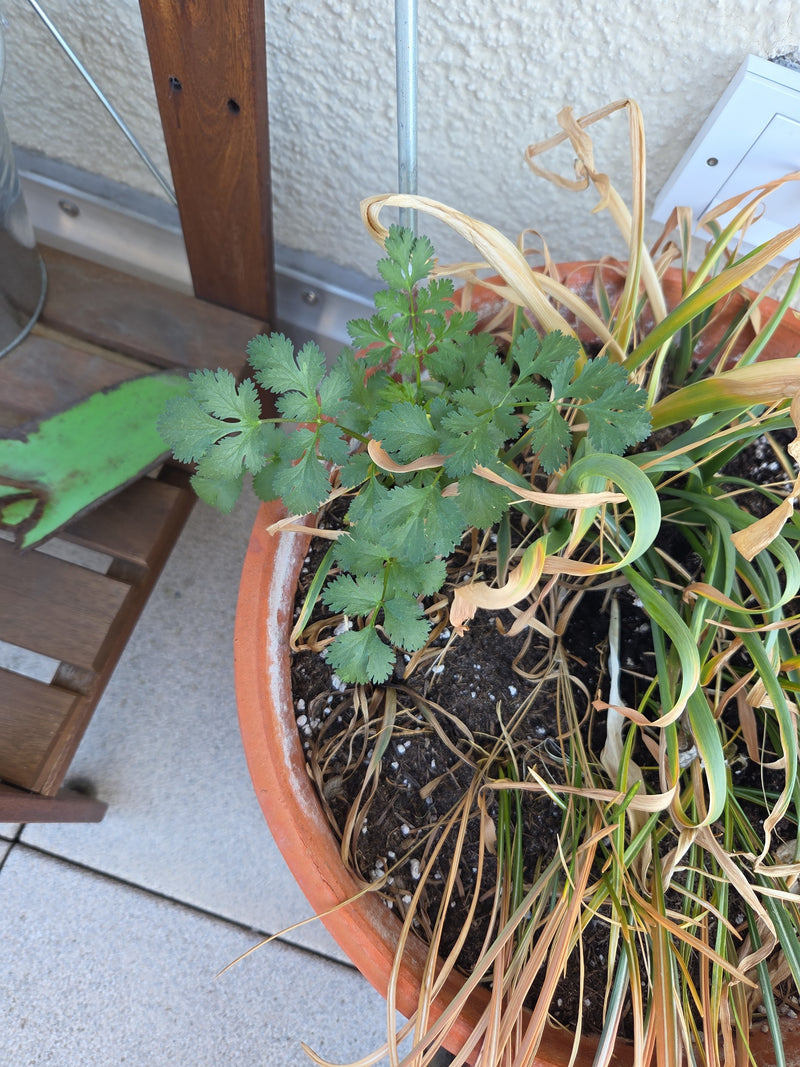 Koriander — Bild 2