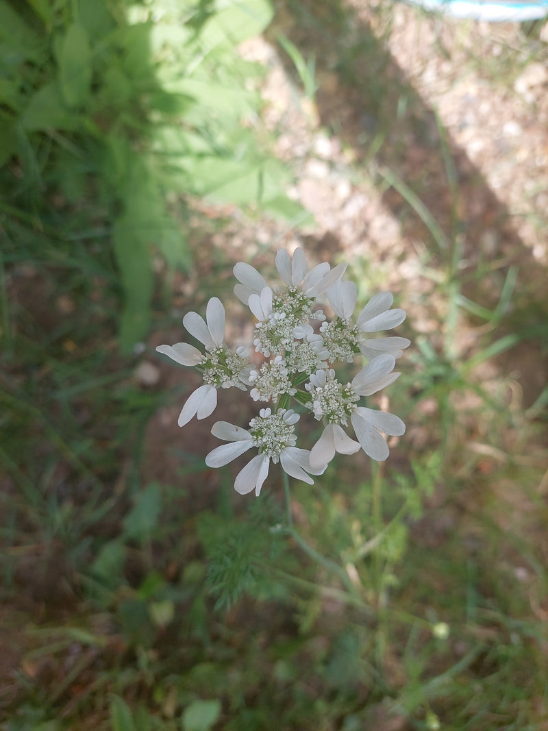 Koriander — Bild 3