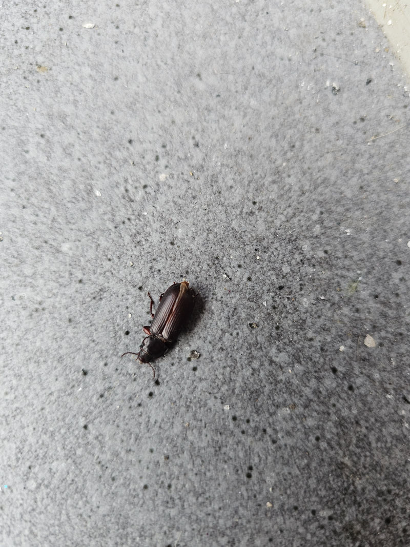 Echter Laufkäfer (Gattung Harpalus) — Bild 1