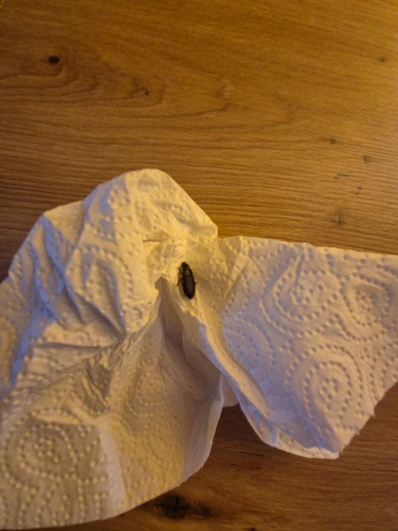 Echter Laufkäfer (Gattung Harpalus) — Bild 4