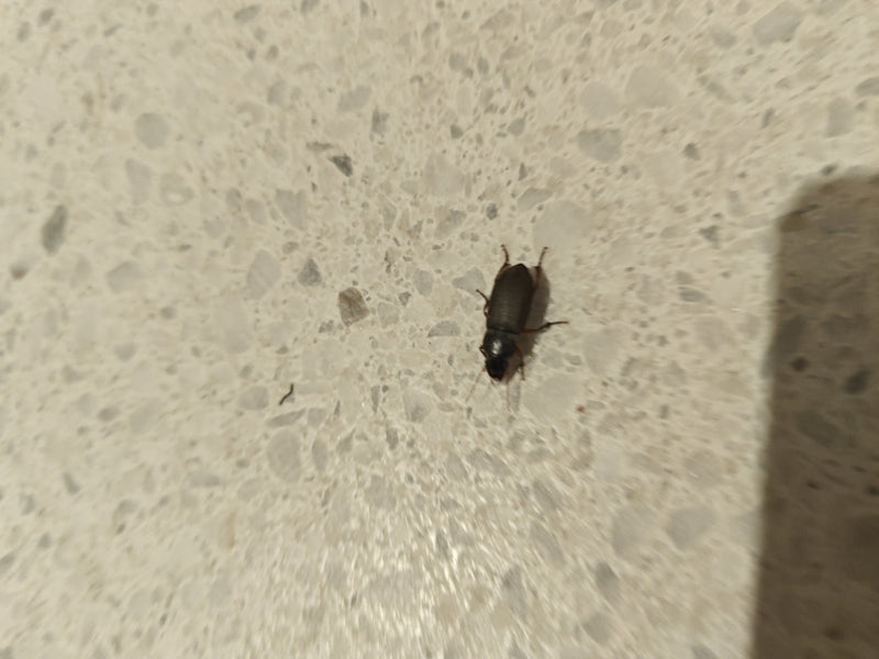 Echter Laufkäfer (Gattung Harpalus) — Bild 5