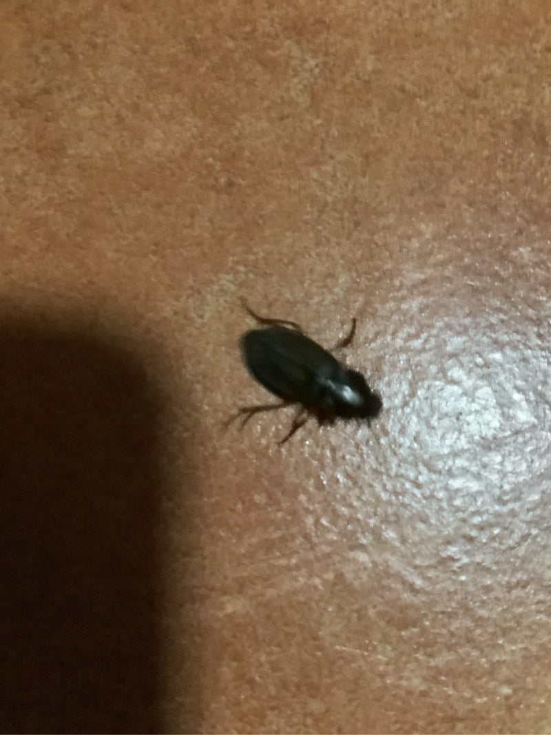 Echter Laufkäfer (Gattung Harpalus) — Bild 3