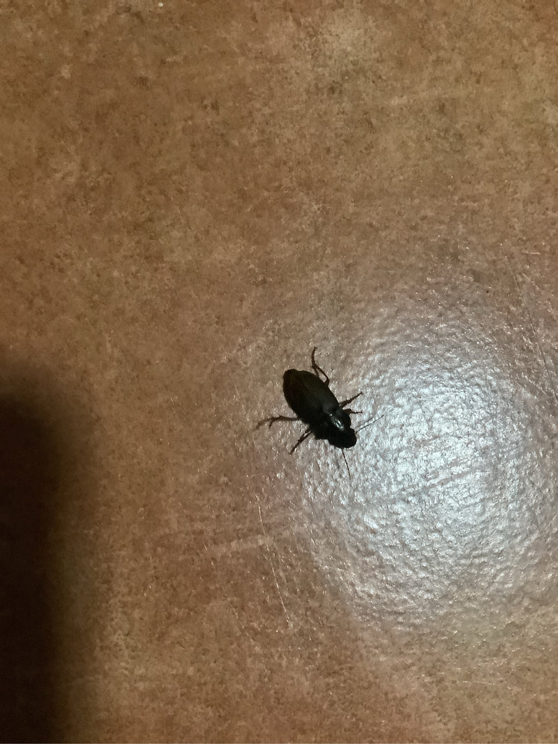 Echter Laufkäfer (Gattung Harpalus) — Bild 2