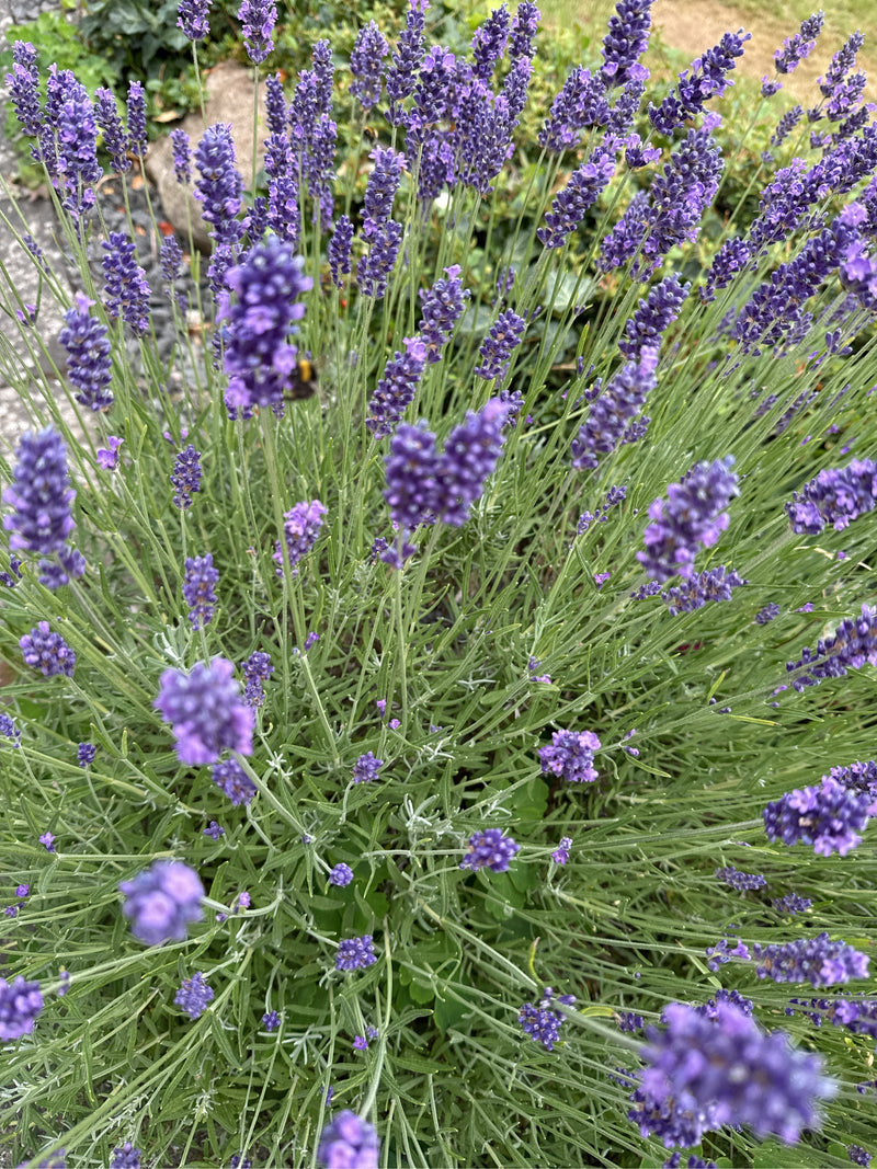 Lavendel — Bild 1