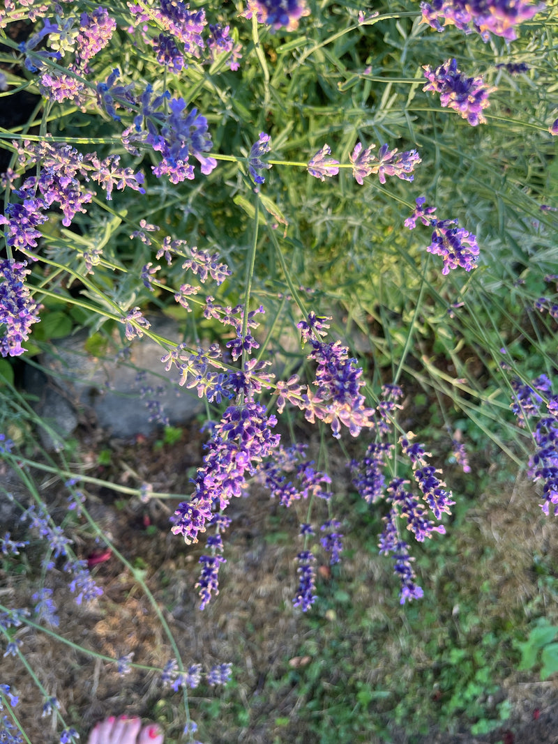Lavendel — Bild 4
