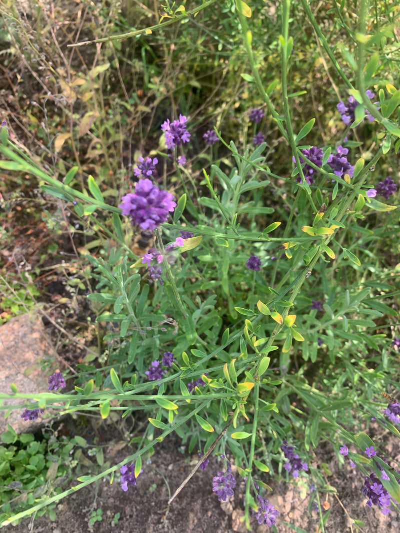 Lavendel — Bild 5