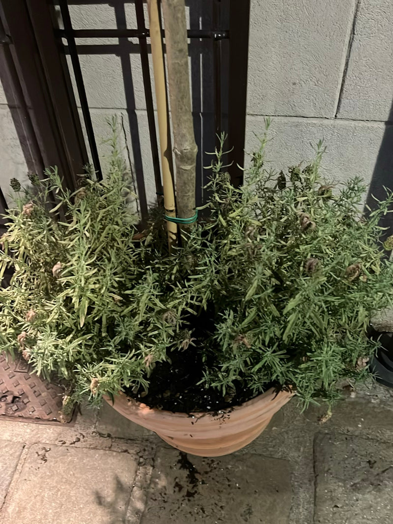 Lavendel — Bild 4