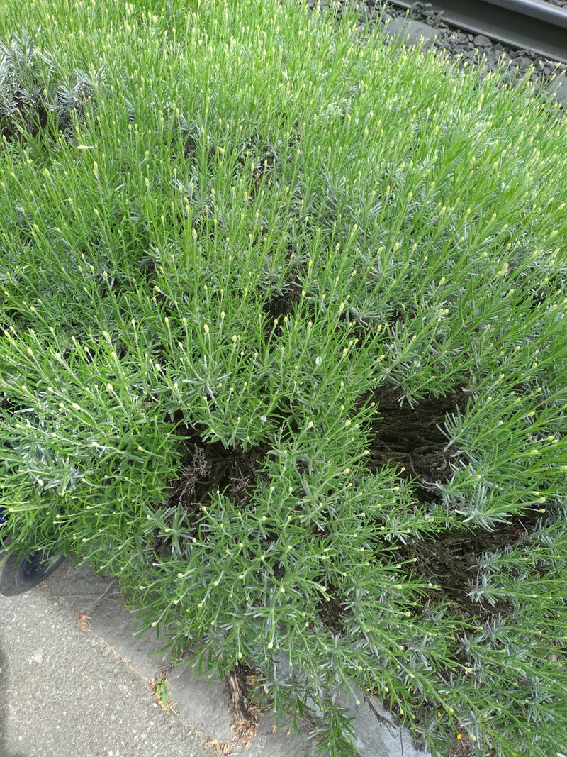 Lavendel — Bild 3