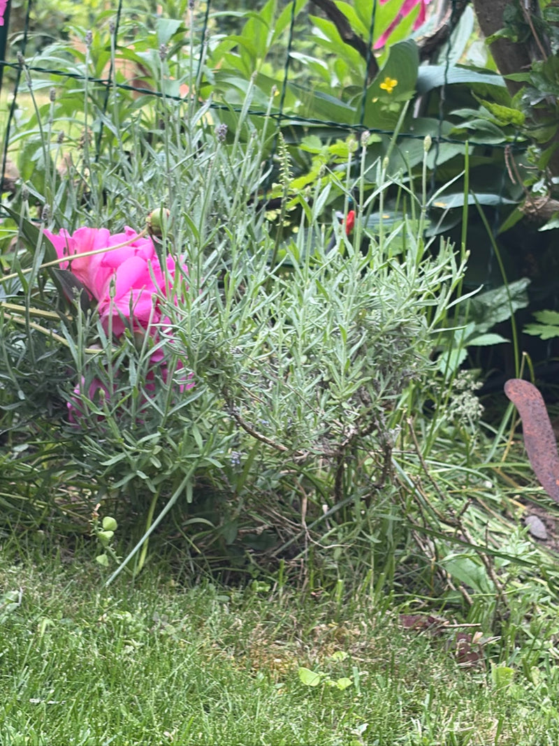 Lavendel — Bild 1