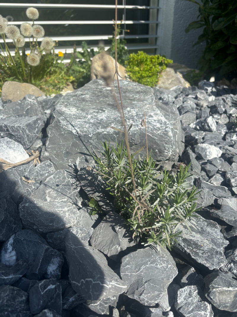 Lavendel — Bild 5