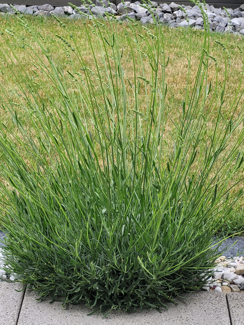 Lavendel — Bild 2