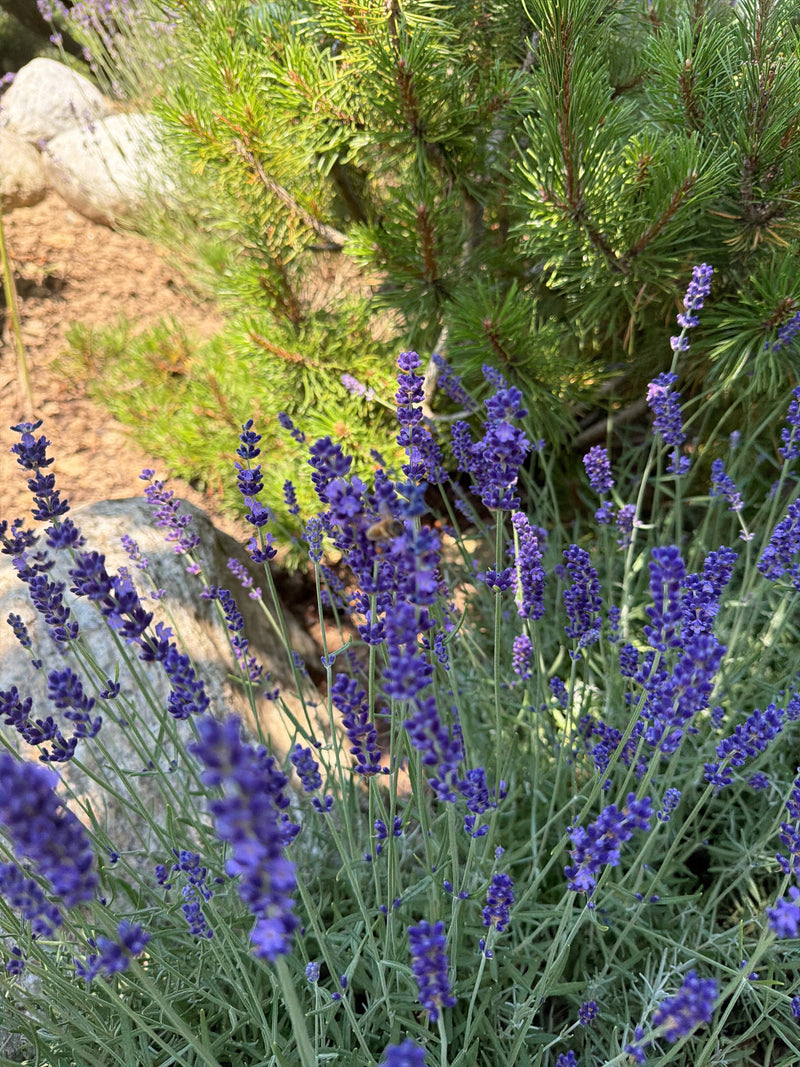 Lavendel — Bild 5