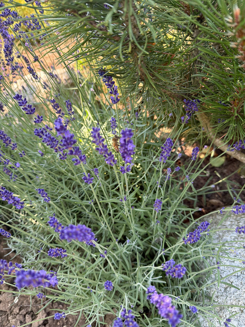 Lavendel — Bild 2