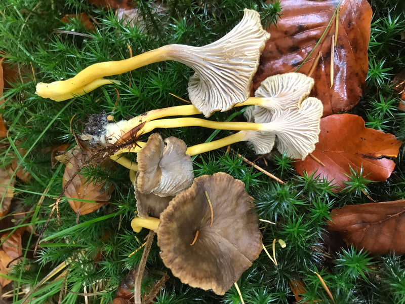 Echter Pfifferling — Bild 5 von 15