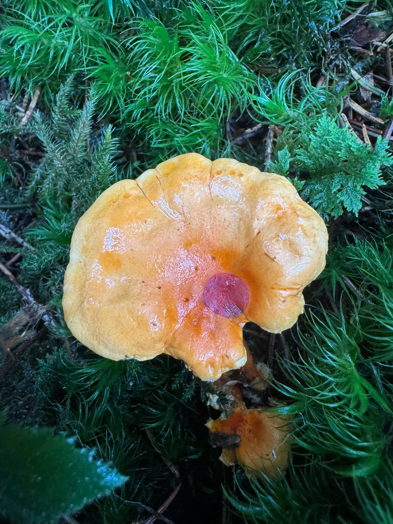 Ein Echter Pfifferling wächst auf moosigem Waldboden aus der Vogelperspektive.