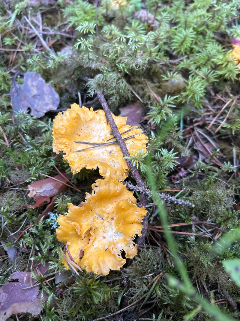 Echter Pfifferling — Bild 1