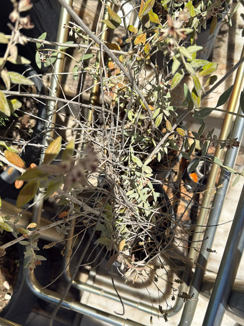 Echter Salbei — Bild 5