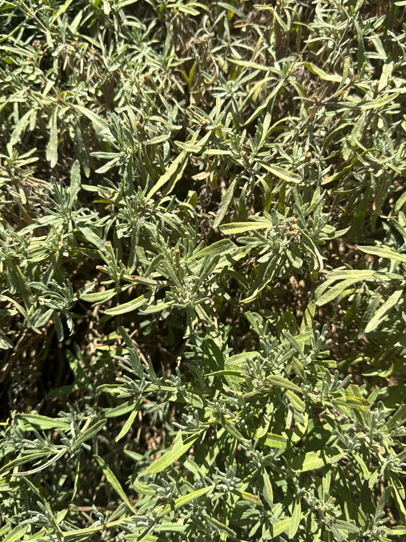 Echter Salbei — Bild 3