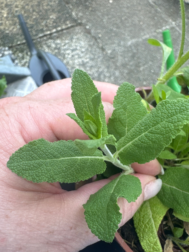 Echter Salbei — Bild 3