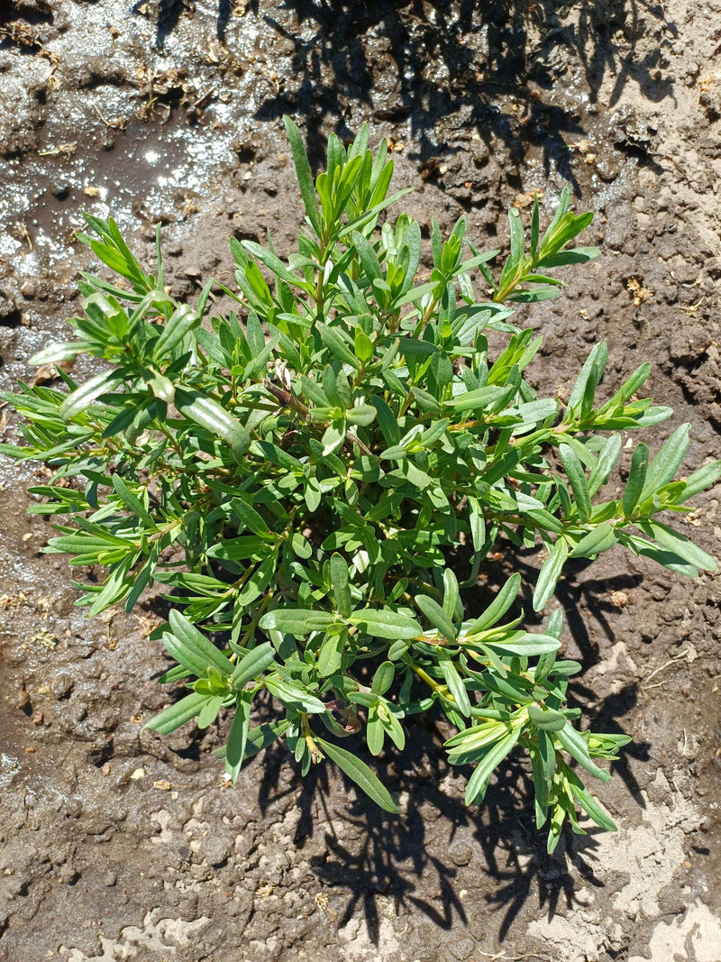 Thymian — Bild 4