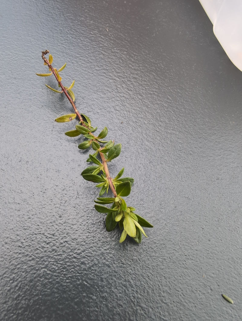 Thymian — Bild 1