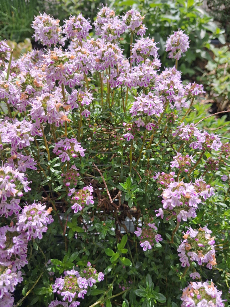 Thymian — Bild 2