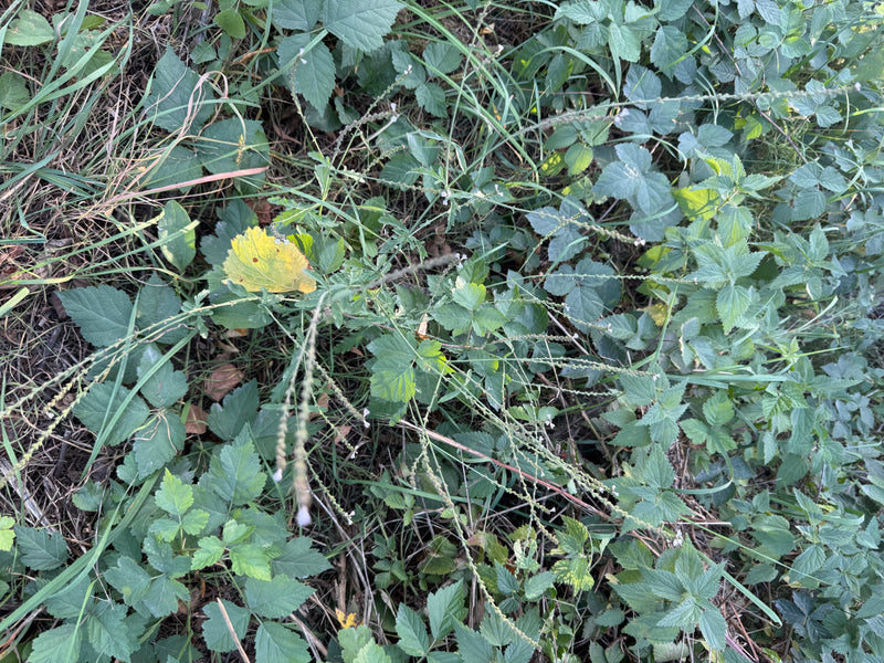 Eisenkraut — Bild 3 von 15